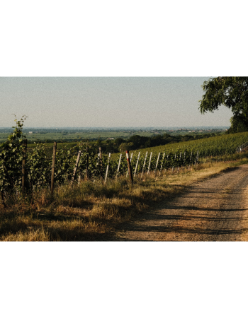 Terrassenwanderung 25. Juli 2026 - 10-14 Uhr