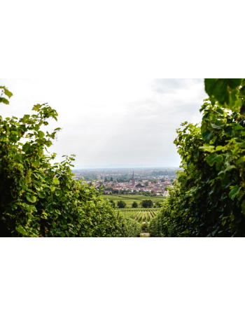 Öffentliche Weinbergswanderung 14. Juni 2026 - 11 Uhr